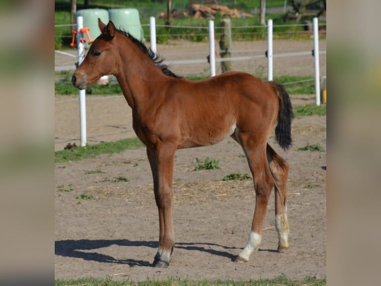 Caballo de equitación alemán pequeño Yegua 1 año Castaño in Gudow