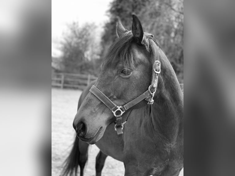 Caballo de equitación alemán pequeño Yegua 25 años 153 cm Castaño in Mörlenbach