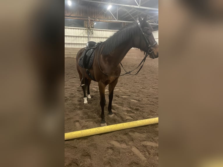 Caballo de equitación alemán pequeño Yegua 25 años 153 cm Castaño in Mörlenbach