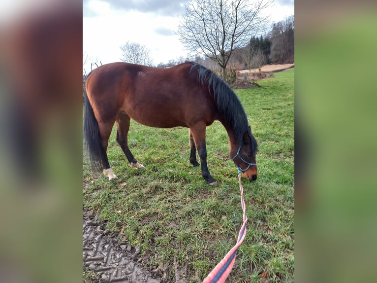 Caballo de equitación alemán pequeño Yegua 25 años 153 cm Castaño in Mörlenbach