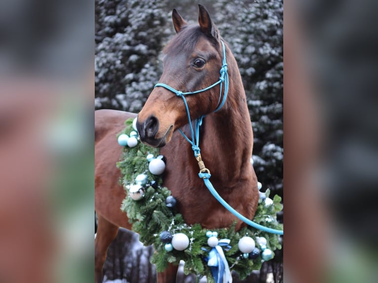 Caballo de equitación alemán pequeño Yegua 25 años 153 cm Castaño in Mörlenbach