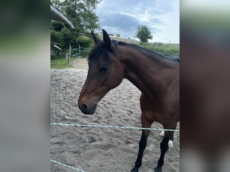 Caballo de equitación alemán pequeño Yegua 25 años 153 cm Castaño in Mörlenbach