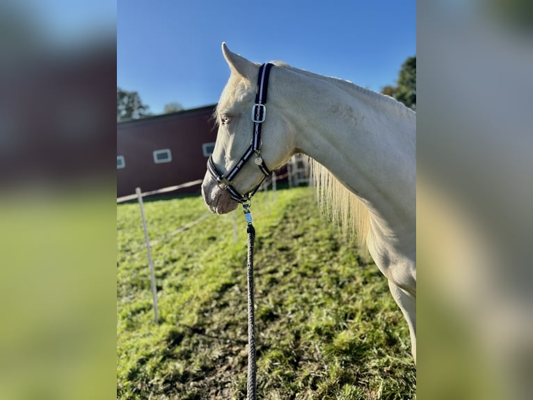 Caballo de equitación alemán pequeño Mestizo Yegua 2 años 150 cm Cremello in Lähden