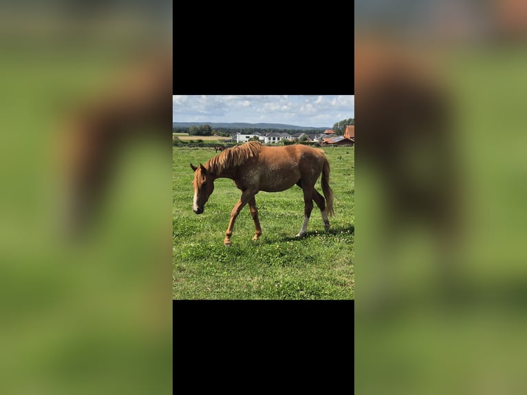 Caballo de equitación alemán pequeño Yegua 2 años 158 cm Alazán in Flöthe