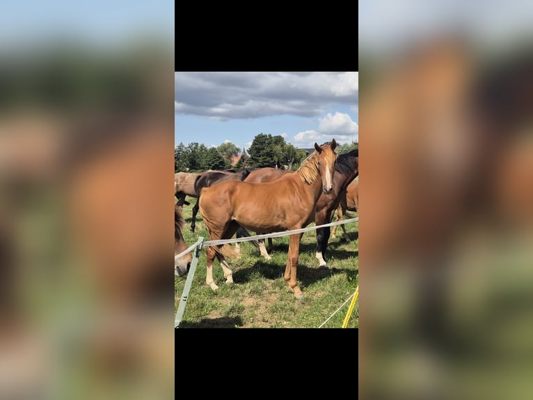 Caballo de equitación alemán pequeño Yegua 2 años 158 cm Alazán in Flöthe