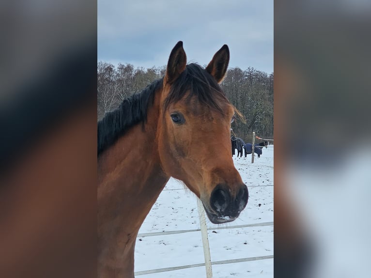 Caballo de equitación alemán pequeño Yegua 2 años Castaño in Gudow