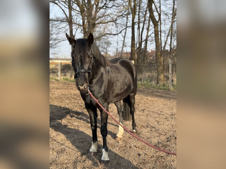 Caballo de equitación alemán pequeño Mestizo Yegua 3 años 155 cm Negro in Handorf