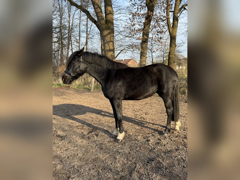 Caballo de equitación alemán pequeño Mestizo Yegua 3 años 155 cm Negro in Handorf