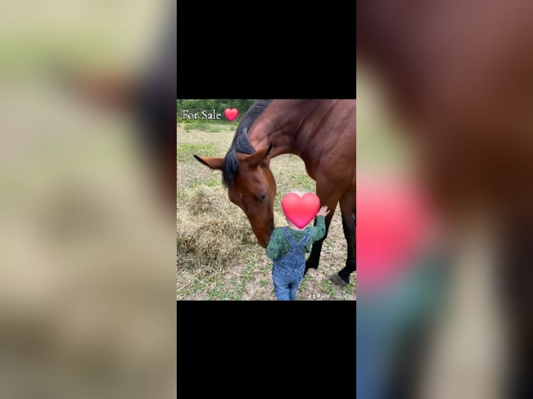Caballo de equitación alemán pequeño Yegua 3 años 156 cm Castaño in Horhausen