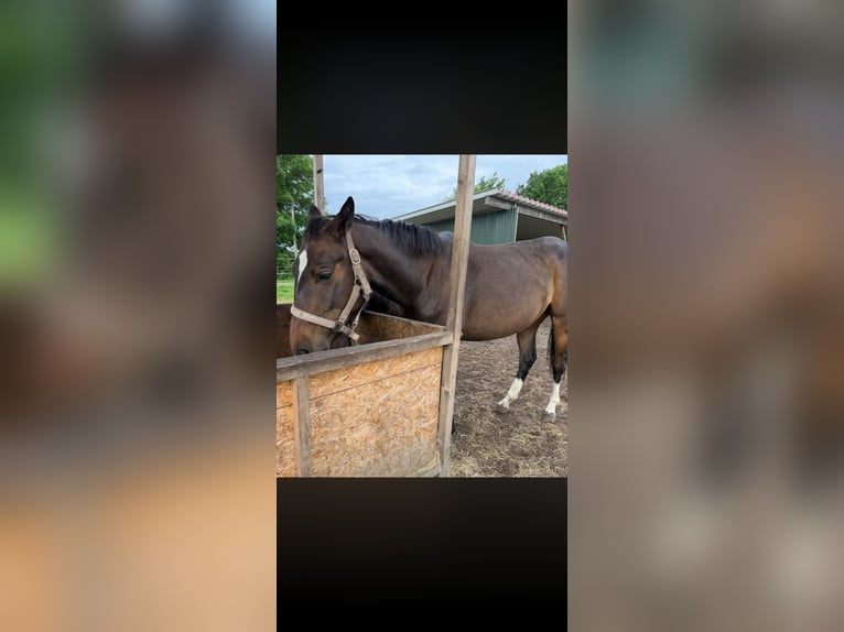 Caballo de equitación alemán pequeño Yegua 3 años 162 cm Castaño oscuro in Scharnebeck