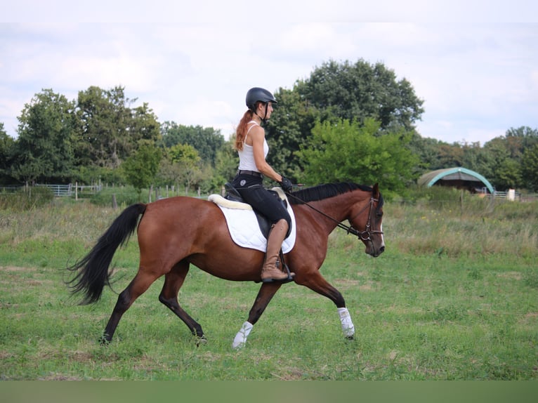 Caballo de equitación alemán pequeño Yegua 4 años 150 cm Castaño in Potsdam