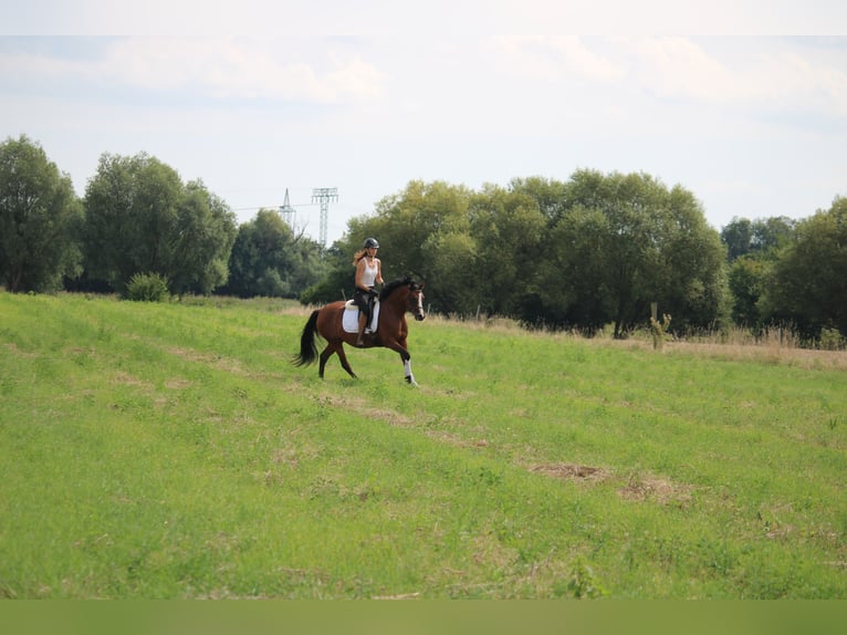 Caballo de equitación alemán pequeño Yegua 4 años 150 cm Castaño in Potsdam