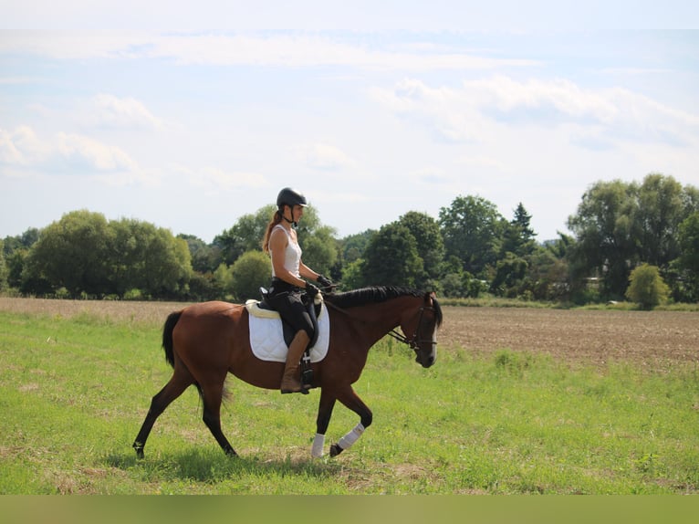 Caballo de equitación alemán pequeño Yegua 4 años 150 cm Castaño in Potsdam