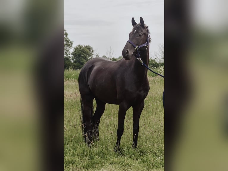 Caballo de equitación alemán pequeño Yegua 4 años 159 cm Negro in Nettelsee