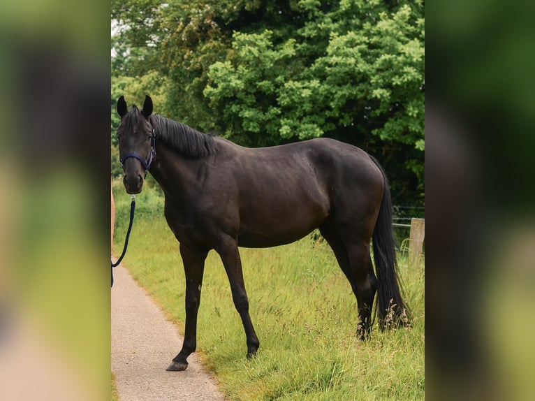 Caballo de equitación alemán pequeño Yegua 4 años 159 cm Negro in Nettelsee