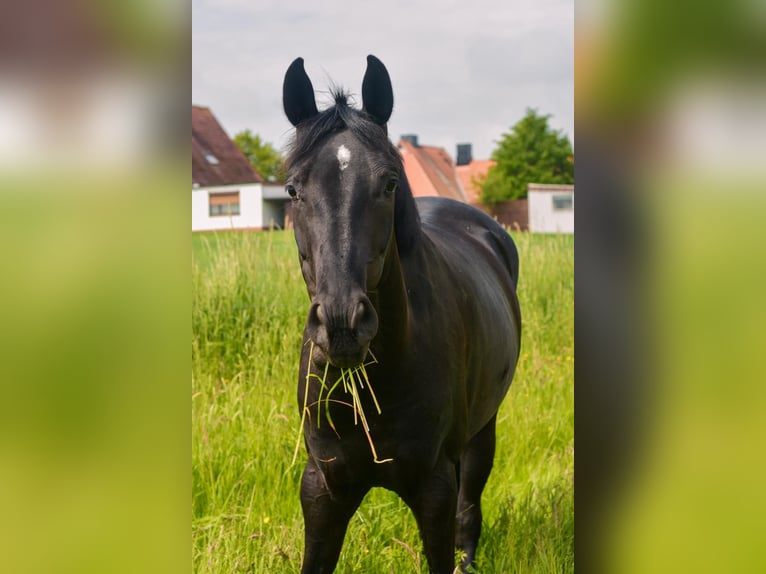 Caballo de equitación alemán pequeño Yegua 4 años 159 cm Negro in Nettelsee