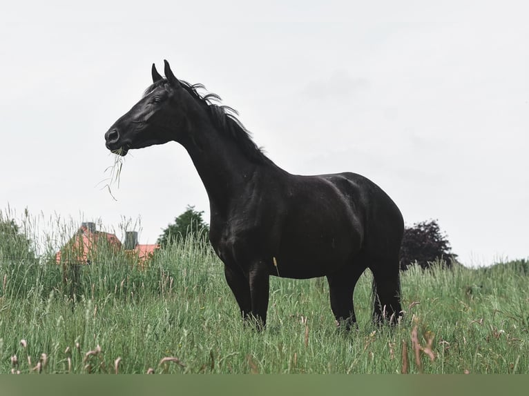 Caballo de equitación alemán pequeño Yegua 4 años 159 cm Negro in Nettelsee