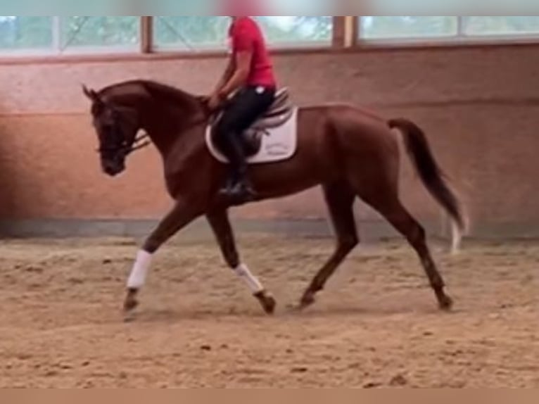 Caballo de equitación alemán pequeño Yegua 4 años 163 cm Alazán-tostado in Gronau (Westfalen)