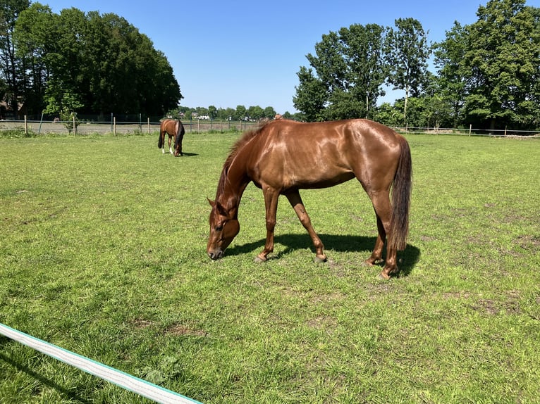 Caballo de equitación alemán pequeño Yegua 4 años 163 cm Alazán-tostado in Gronau (Westfalen)