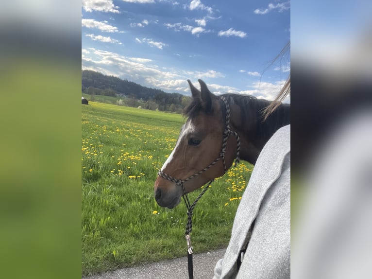 Caballo de equitación alemán pequeño Yegua 5 años 145 cm Castaño in Wangen im Allgäu