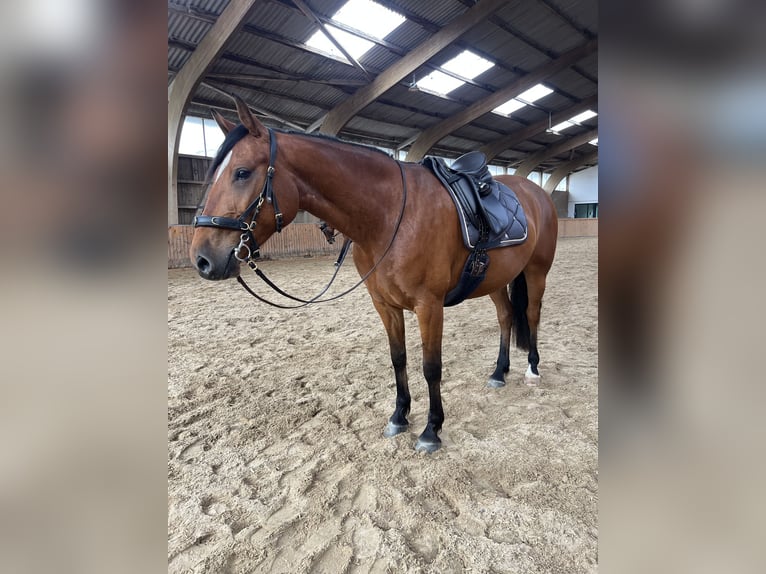 Caballo de equitación alemán pequeño Mestizo Yegua 5 años 155 cm Castaño claro in Schwentinental