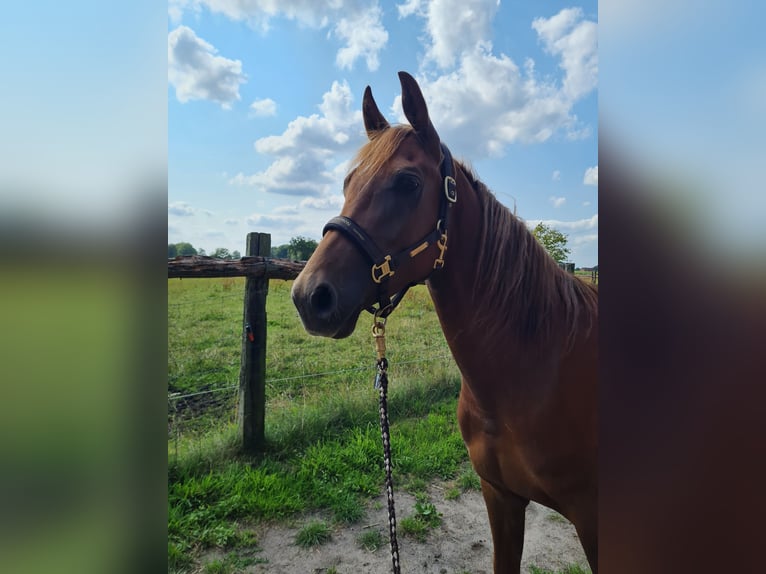 Caballo de equitación alemán pequeño Mestizo Yegua 5 años 157 cm Alazán in Hille