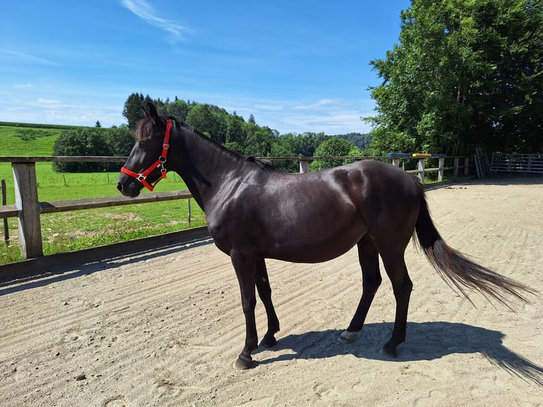 Caballo de equitación alemán pequeño Mestizo Yegua 6 años 150 cm Tordo rodado in Argenbühl