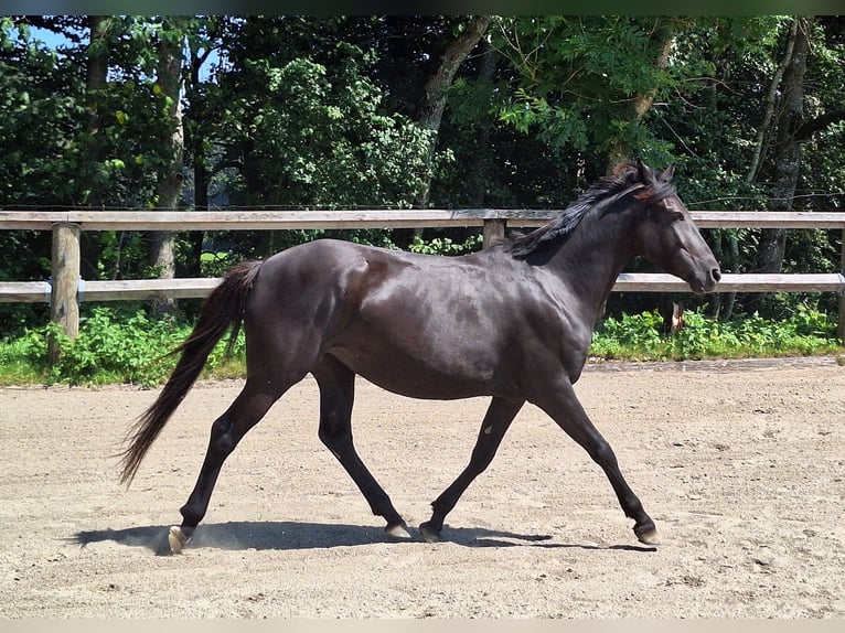 Caballo de equitación alemán pequeño Mestizo Yegua 6 años 150 cm Tordo rodado in Argenbühl