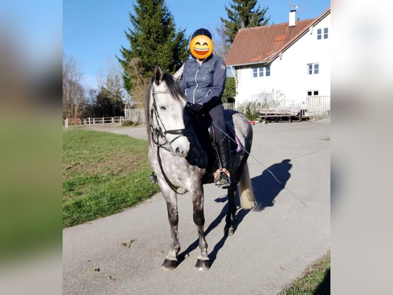 Caballo de equitación alemán pequeño Mestizo Yegua 6 años 150 cm Tordo rodado in Argenbühl