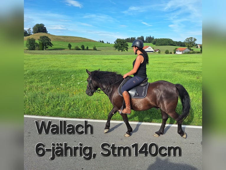 Caballo de equitación alemán pequeño Mestizo Yegua 6 años 150 cm Tordo rodado in Argenbühl