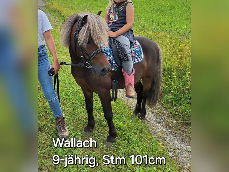 Caballo de equitación alemán pequeño Mestizo Yegua 6 años 150 cm Tordo rodado in Argenbühl