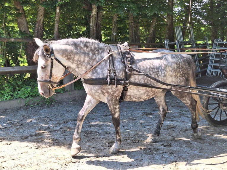 Caballo de equitación alemán pequeño Mestizo Yegua 6 años 150 cm Tordo rodado in Argenbühl