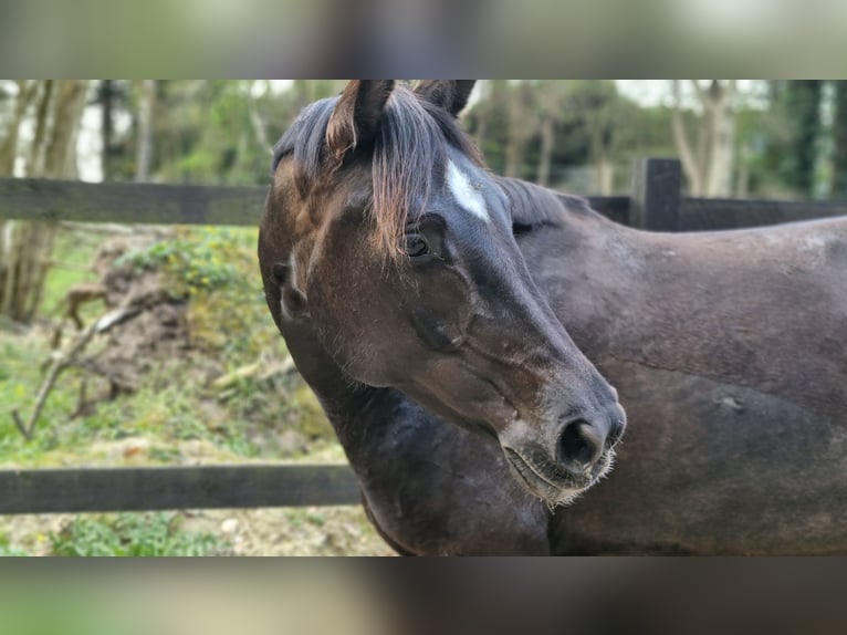 Caballo de equitación alemán pequeño Yegua 6 años 154 cm Negro in Uelsby