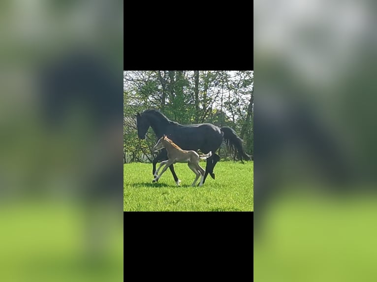Caballo de equitación alemán pequeño Yegua 6 años 154 cm Negro in Uelsby