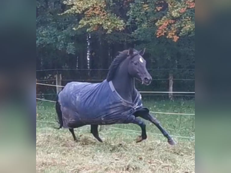 Caballo de equitación alemán pequeño Yegua 6 años 154 cm Negro in Uelsby