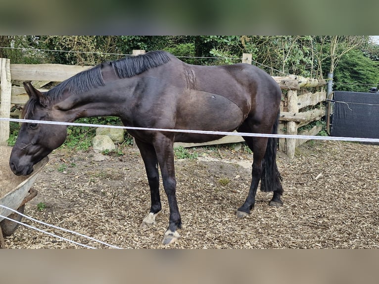 Caballo de equitación alemán pequeño Yegua 6 años 154 cm Negro in Uelsby