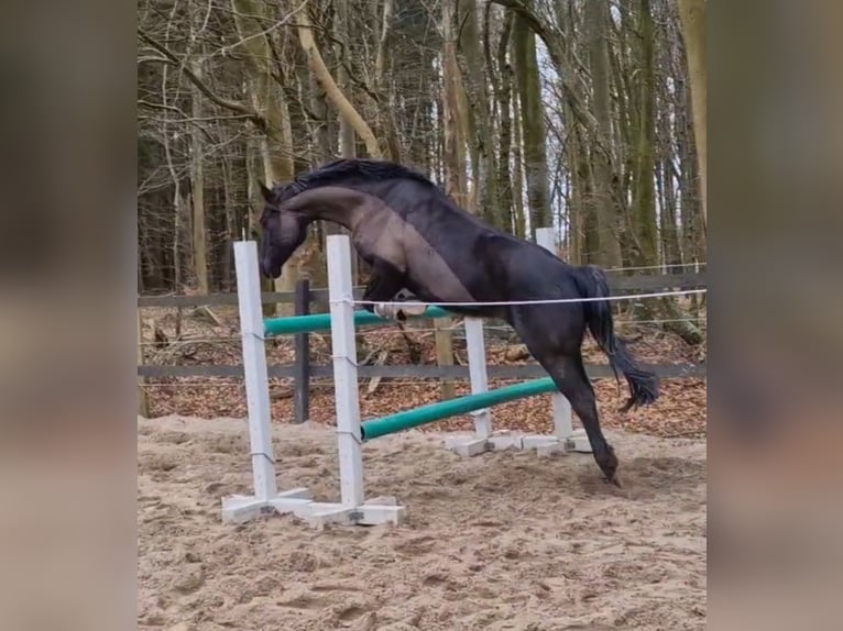 Caballo de equitación alemán pequeño Yegua 6 años 154 cm Negro in Uelsby