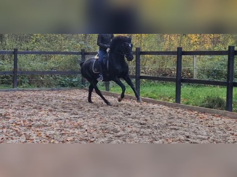 Caballo de equitación alemán pequeño Yegua 6 años 154 cm Negro in Uelsby