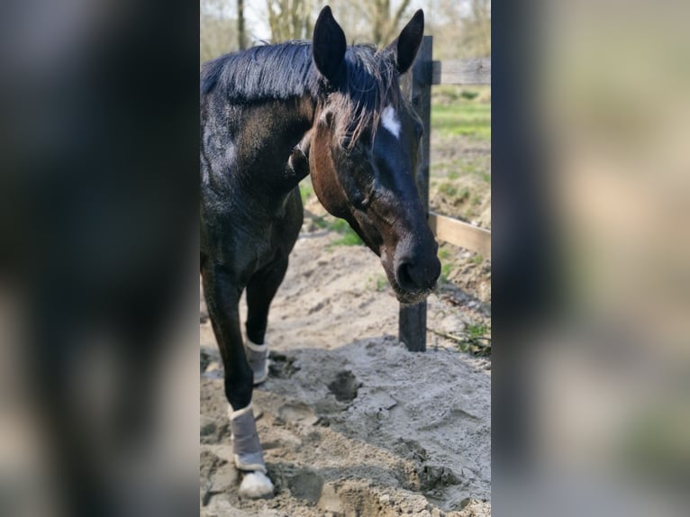 Caballo de equitación alemán pequeño Yegua 6 años 154 cm Negro in Uelsby