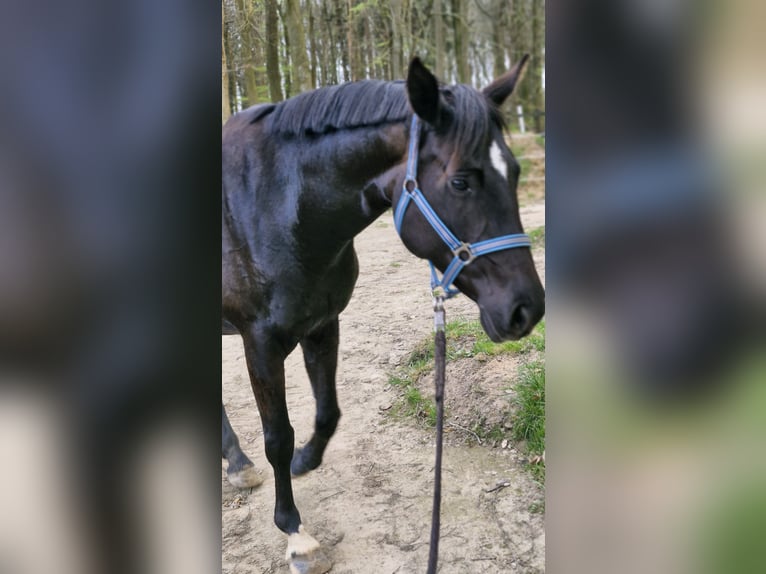 Caballo de equitación alemán pequeño Yegua 6 años 154 cm Negro in Uelsby
