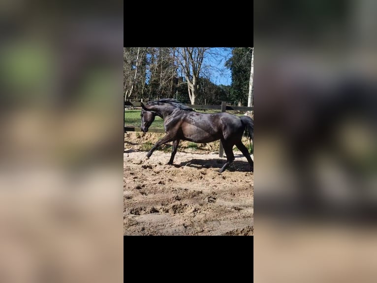 Caballo de equitación alemán pequeño Yegua 6 años 154 cm Negro in Uelsby