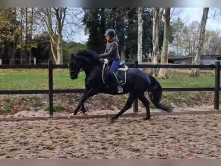 Caballo de equitación alemán pequeño Yegua 6 años 154 cm Negro in Uelsby