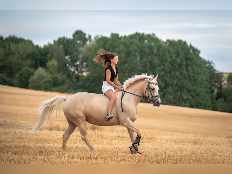 Caballo de equitación alemán pequeño Yegua 8 años 153 cm Palomino in Dörth