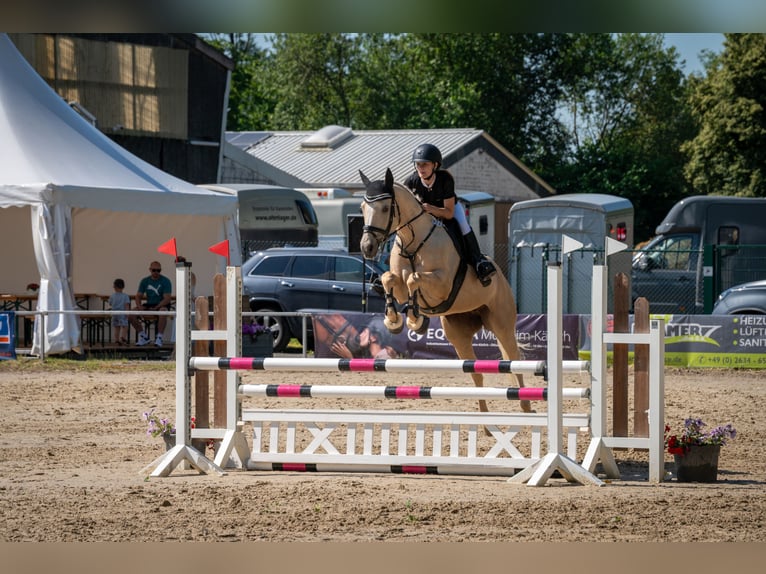 Caballo de equitación alemán pequeño Yegua 8 años 153 cm Palomino in Dörth