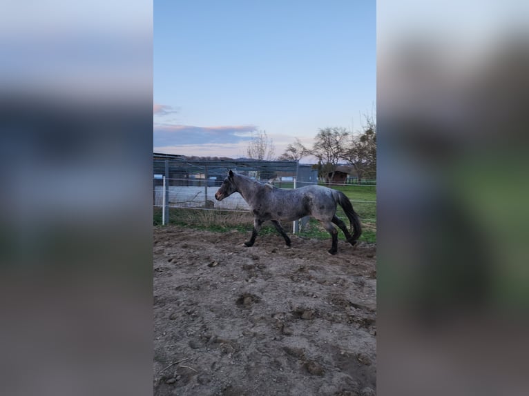 Caballo de equitación alemán pequeño Yegua 9 años 140 cm Ruano azulado in Charlottenberg