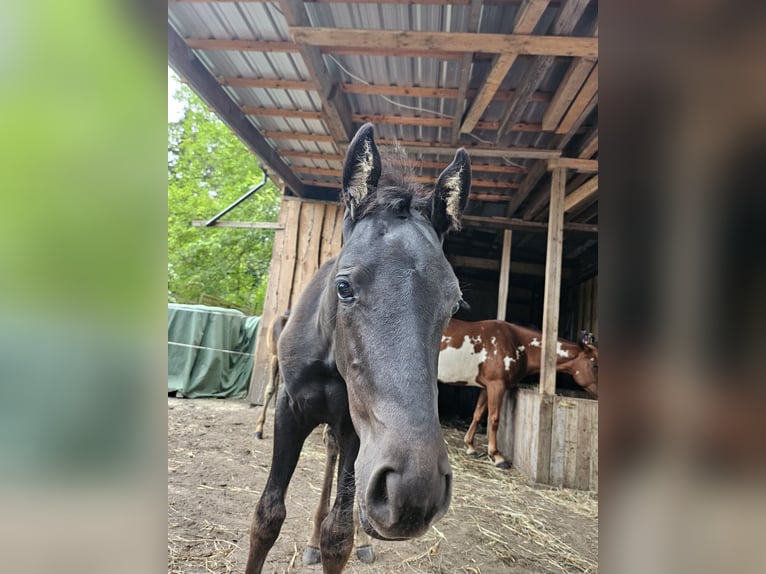 Caballo de equitación alemán pequeño Yegua Potro (05/2024) 125 cm Negro in Niepars