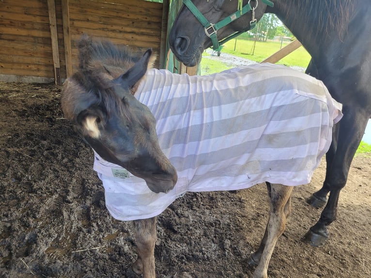 Caballo de equitación alemán pequeño Yegua Potro (05/2024) 125 cm Negro in Niepars