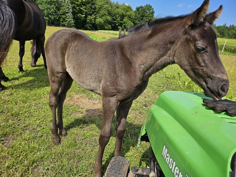 Caballo de equitación alemán pequeño Yegua Potro (05/2024) 125 cm Negro in Niepars