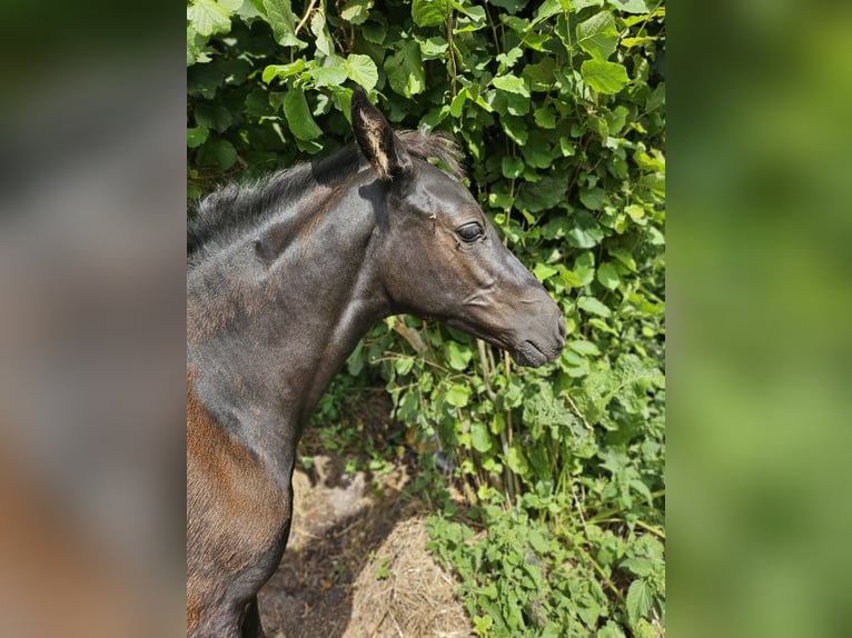 Caballo de equitación alemán pequeño Yegua Potro (05/2024) 125 cm Negro in Niepars