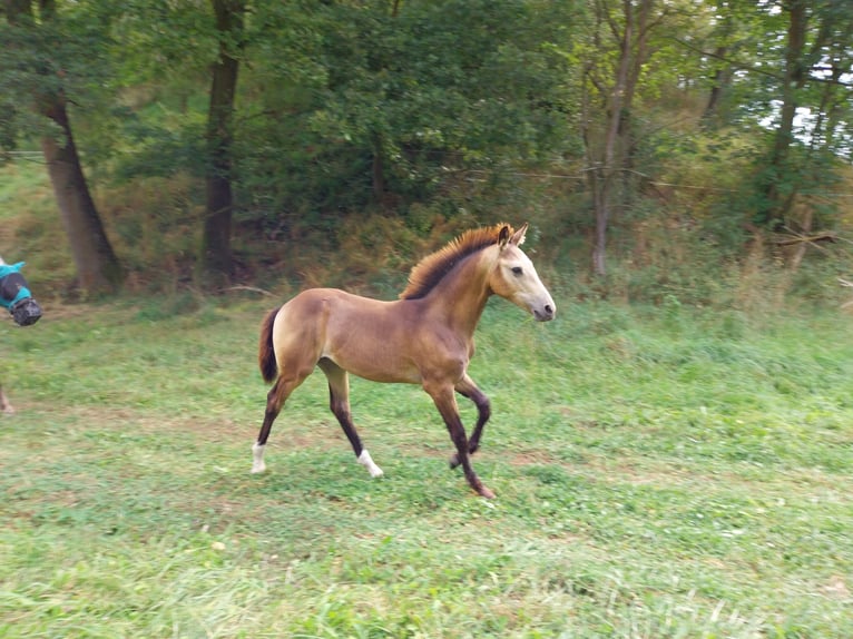 Caballo de equitación alemán pequeño Yegua Potro (05/2024) 158 cm Buckskin/Bayo in Querfurt